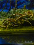 水族館7