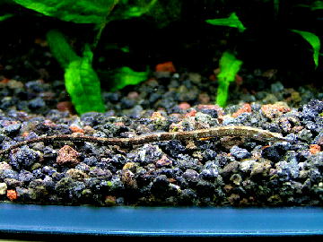 カワヨウジ０１