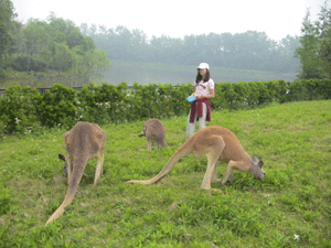 カンガルー２