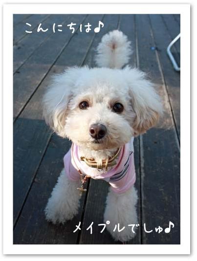 メイプルちゃん