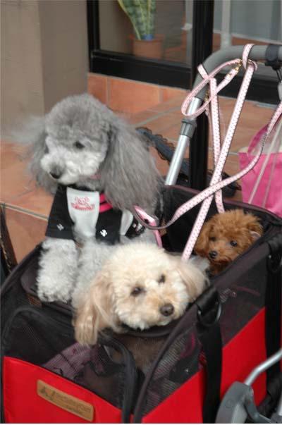 ラヴ・あい・あみぃちゃん