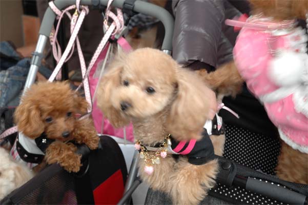 ティアラちゃん