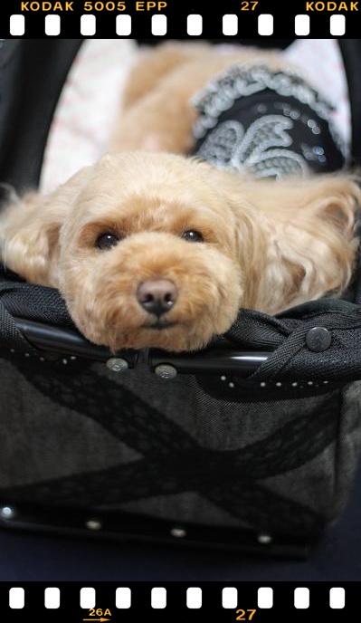 またねむねむなのかな?