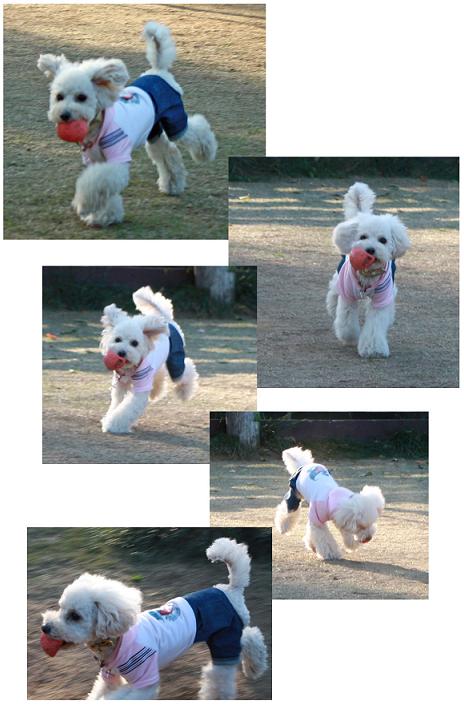 アクティブメイプルちゃん