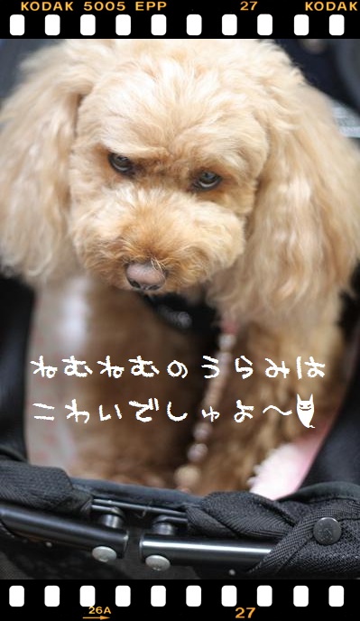 おこちましたね～