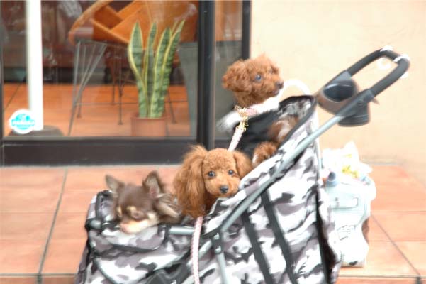 いぬんちゅちゃん達