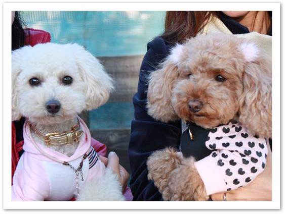 メイプルちゃんとそら