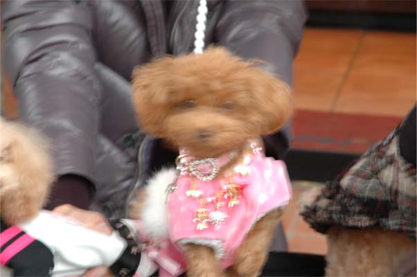 ジュエルちゃん