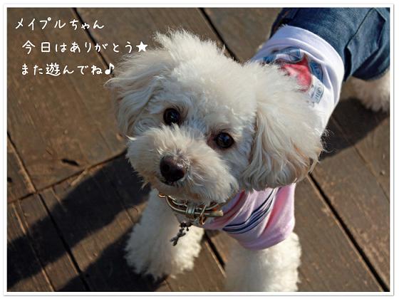 メイプルちゃんまた遊んでね