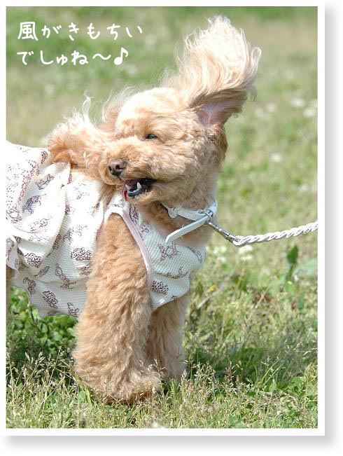 風がきもちいでしゅね