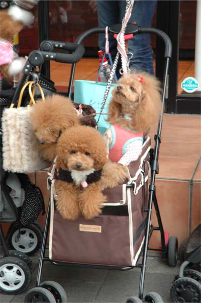 はなちゃん・もかちゃん・あんちゃん