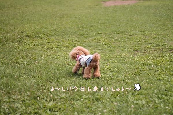 今日も走るでしゅよ～