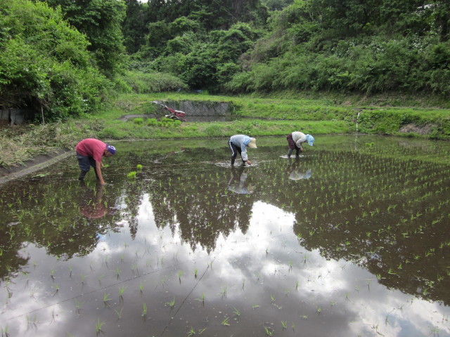 田植え1006a