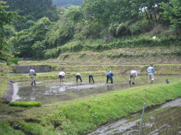 田植え080608_a