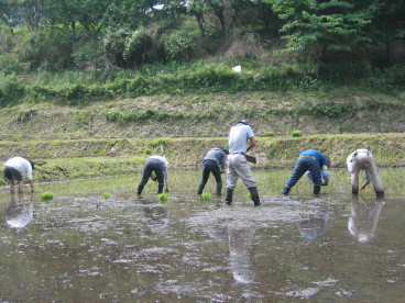 田植え080608_b