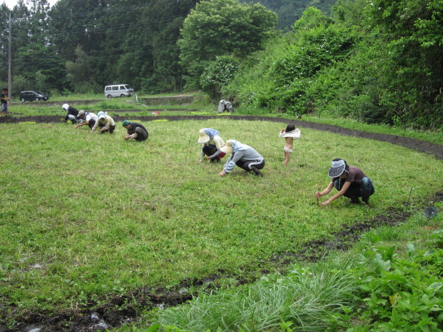 田植え100620a