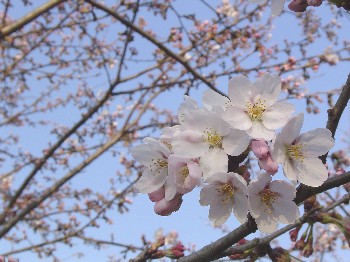 Ｈ公園の桜