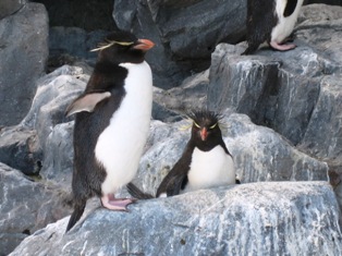 イワトビペンギン