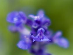 blue_sarubia2