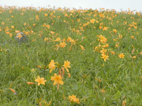 ニッコウキスゲ