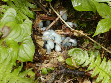 ギンリョウソウ