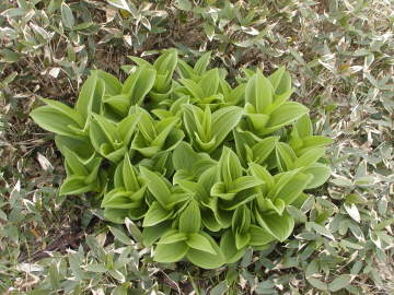 コバイケイソウ