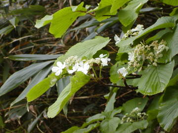 オオカメノキ２