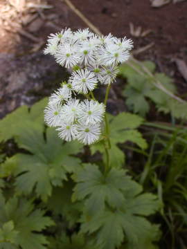 モミジカラマツ
