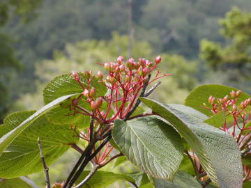 オオカメノキ３