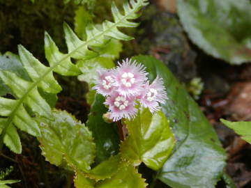 オオイワカガミピンク