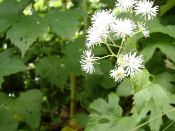 モミジカラマツ