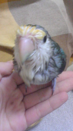 コザクラインコ　コバルト