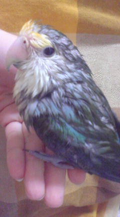 コザクラインコ　水浴び