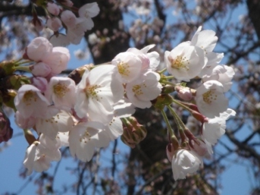 桜