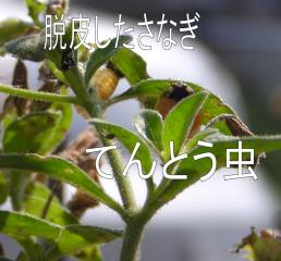 てんとう虫２.jpg