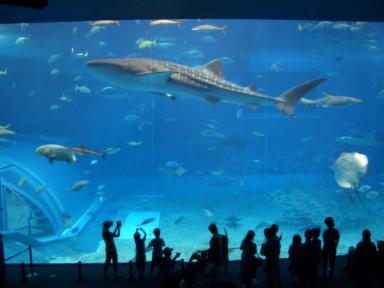 美ら海水族館