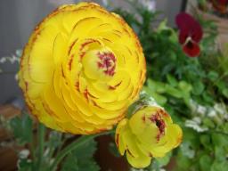 ﾗﾅﾝｷｭﾗｽ*