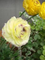 ﾗﾅﾝｷｭﾗｽ*