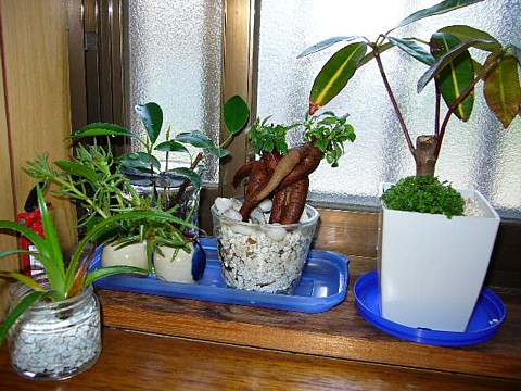 植物再生コーナー