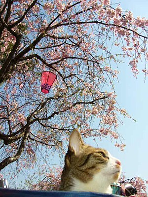 福と桜