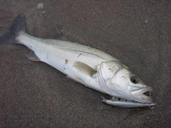 seabass4.JPG