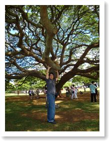 モンキーポッドの木