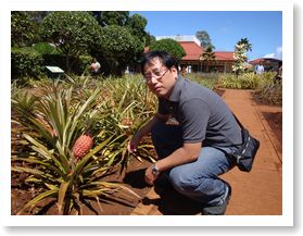 パイナップル畑