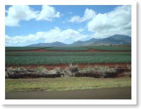 パイナップル畑