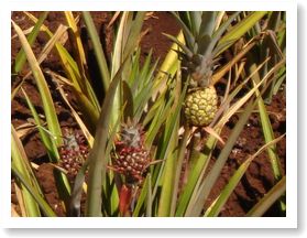 ちび・パイナポー