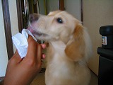 ぺろりん