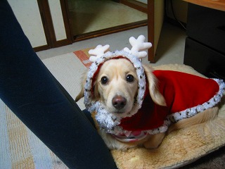 ラムトナカイでしゅ