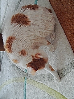 お風呂上がりのしっぽ