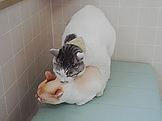 おそわれる真珠