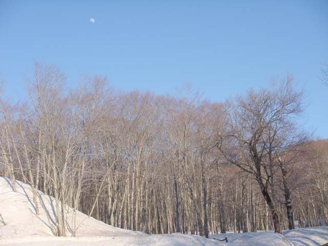 田沢湖乳頭温泉　白樺と月